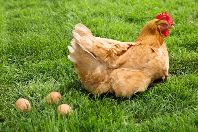 Ayam petelur, butuh pakan yang kaya akan kalsium
