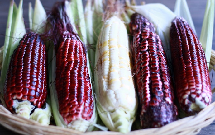 Jagung ketan, teksturnya pulen dan aman bagi penderita diabetes