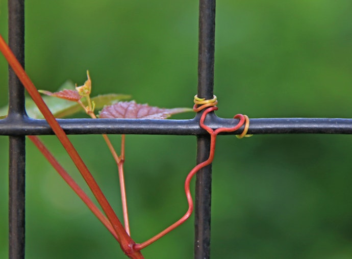 Tendrils, memiliki sulur untuk merambat
