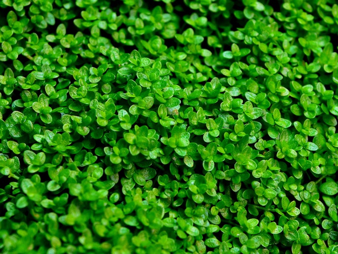 Ground cover, membuat akuarium tampak makin indah