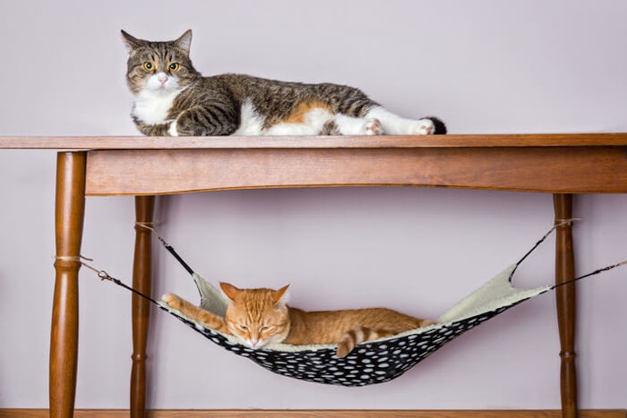 Tipe hammock: Ideal untuk kucing yang suka memanjat