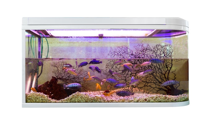 Agar ikan terhindar dari patogen, pastikan filternya all in one
