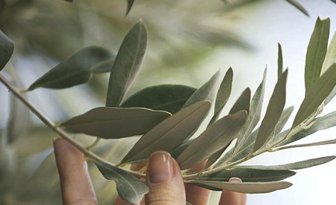 Tea trea oil untuk merawat kulit berjerawat