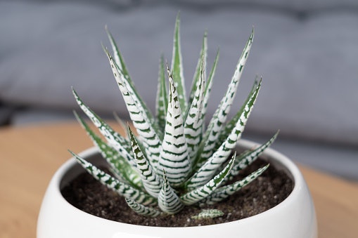Haworthia attenuata: Ada duri kecil pada bagian ujung batangnya