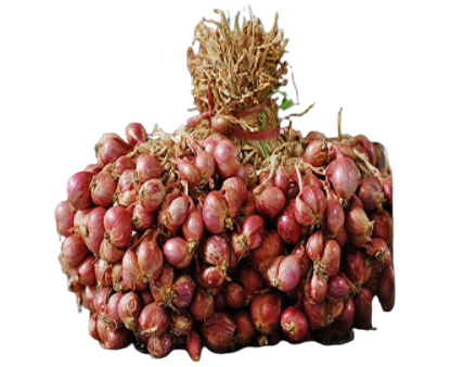 Varietas Pancasona, hasil persilangan dengan umbi berwarna merah keunguan