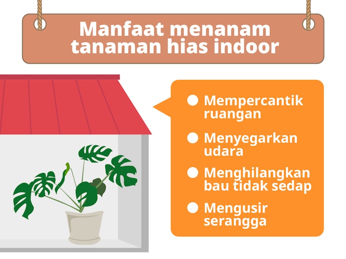 Bibit tanaman hias indoor, cantik untuk dekorasi ruangan