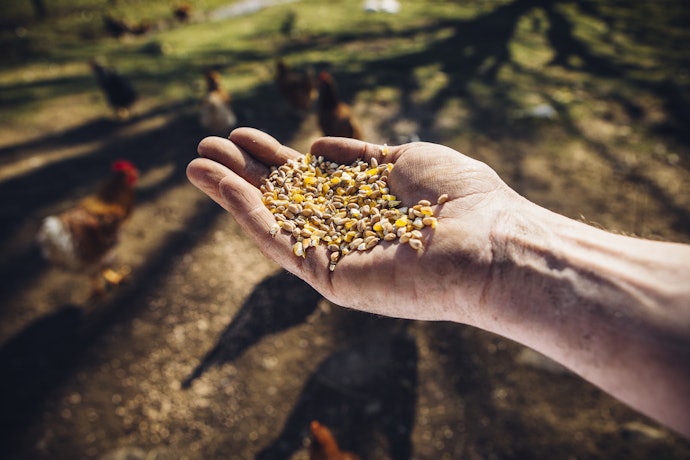 Organik: Dibuat dari bahan non-GMO