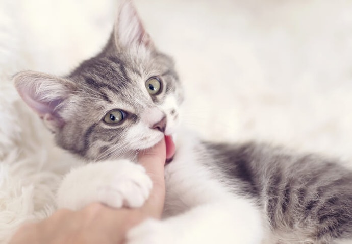 Lapisan cat yang aman, agar kucing tidak keracunan saat menggigit kandang