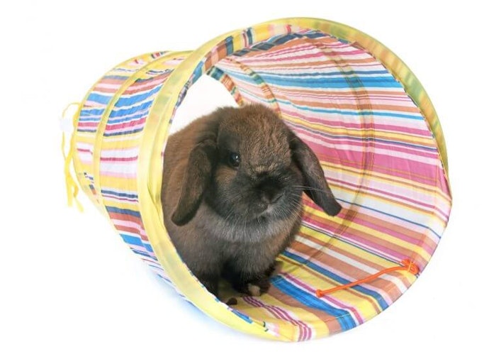 Tunnel toy, untuk bermain petak umpet bersama kelinci
