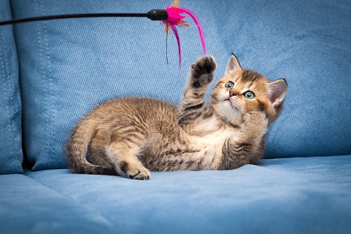 Mainan yang bergerak, memancing kucing untuk mengejar dan menangkap