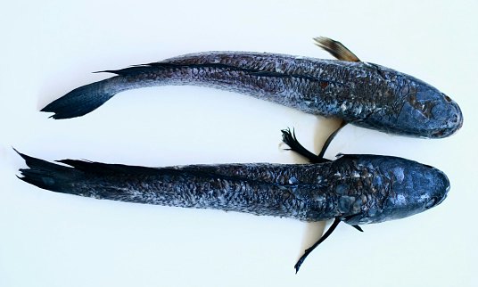 Ikan gabus, baik untuk penyembuhan luka