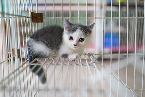 Ukuran medium, cocok untuk kitten atau anak kucing