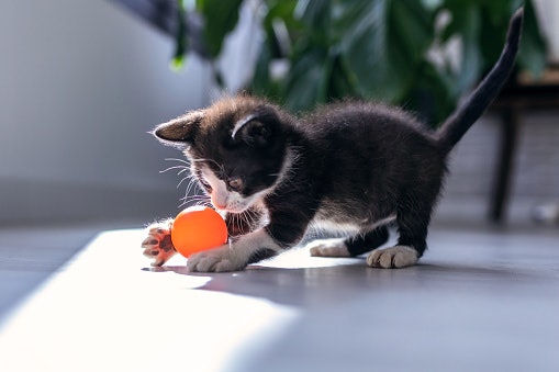 Mainan dengan warna mencolok, mudah dikenali kucing