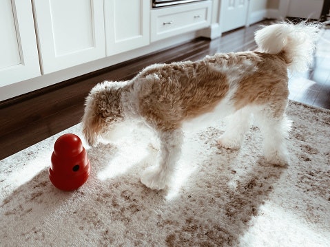 Permainan berisi camilan, cocok untuk Anda yang ingin mengalihkan perhatian anjing Anda