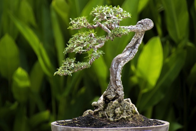 Bonsai santigi, rantingnya memanjang unik dan indah