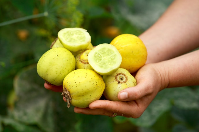 Timun lemon, varietas timun yang unik