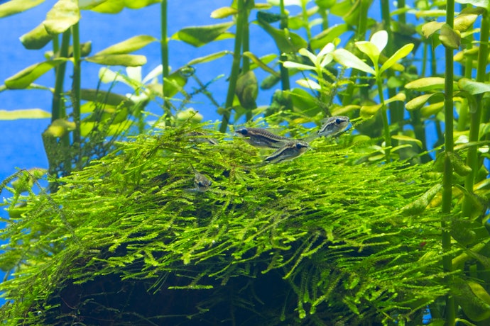 Moss, dapat ditanam di atas batu atau kayu