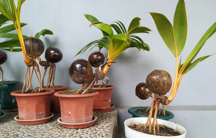 Bonsai kelapa, cantik dengan batok kelapa yang menyembul di atas pot
