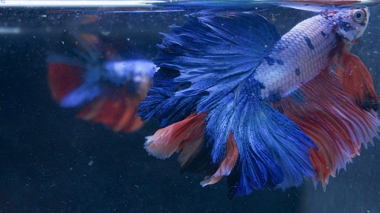 Padat: Dilarutkan, bisa untuk ikan cupang skala besar atau pembibitan