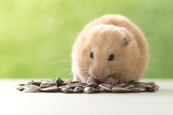 Lemak, sumber energi bagi hamster
