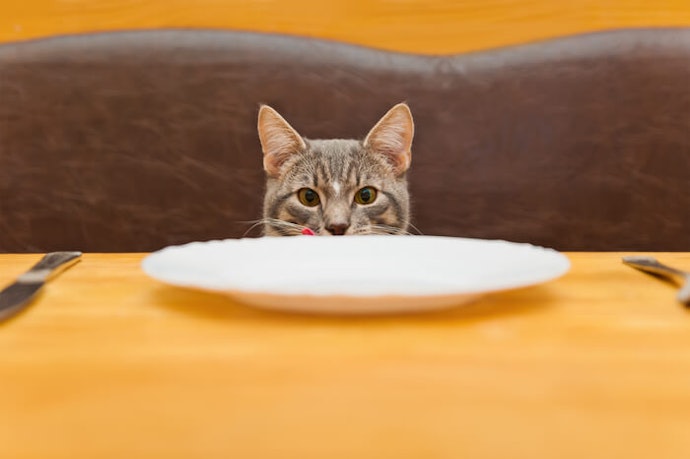 Taurin: Kandungan zat yang tidak diproduksi oleh tubuh kucing