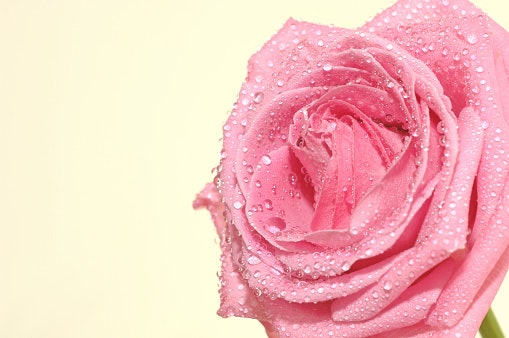 Mawar dan citrus, aroma fresh rose untuk daily