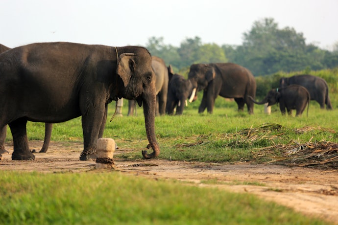 Kawasan taman nasional: Eksplorasi keindahan konservasi gajah