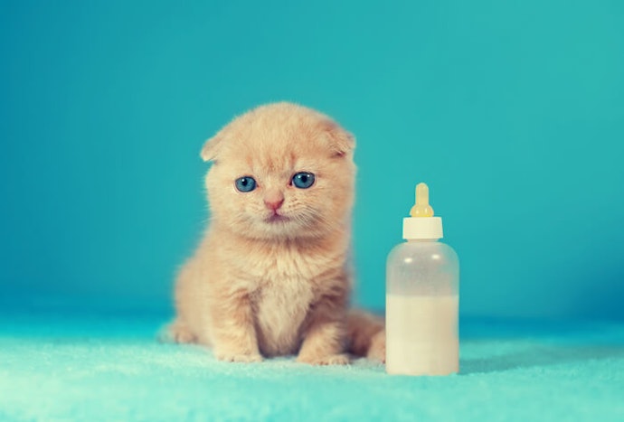 Kitten atau anak kucing: Cocok mengonsumsi susu tinggi protein dan lemak