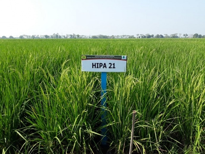Benih padi HIPA, benih padi hibrida dengan hasil panen melimpah
