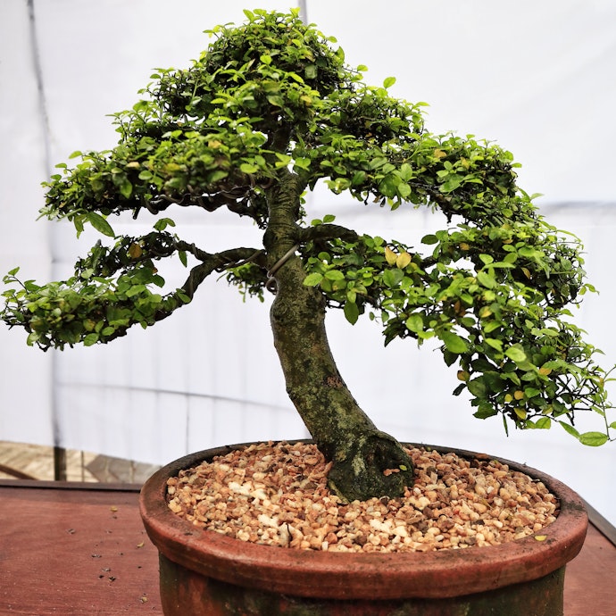 Bonsai serut, tanaman meranggas dengan daun yang mungil
