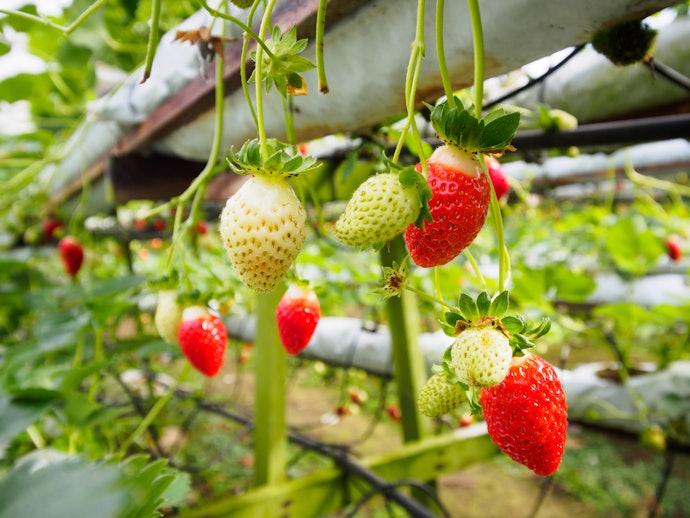 Buah, untuk dikonsumsi sehari-hari