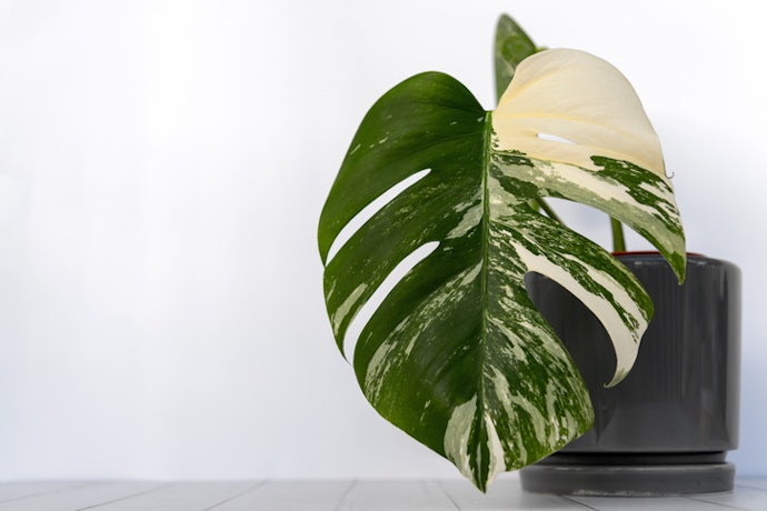 Monstera deliciosa variegata, menarik hati dengan corak daun yang berbeda