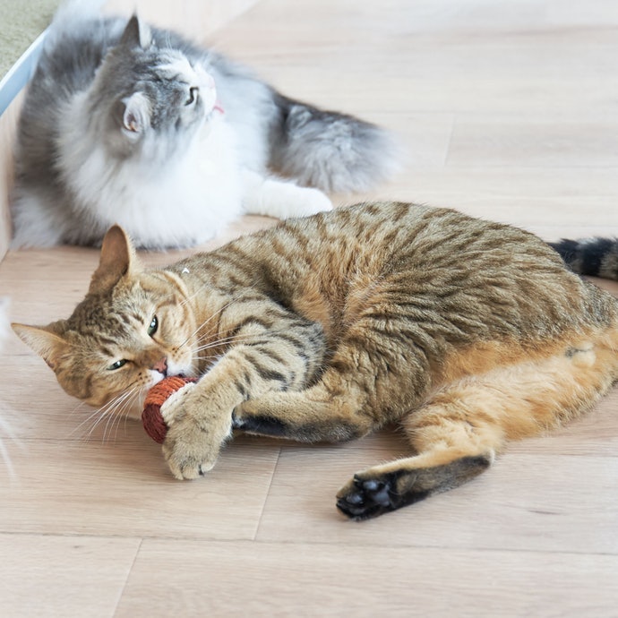 Penggemuk kucing, mengombinasikan vitamin A, B, C, dan E dengan minyak ikan