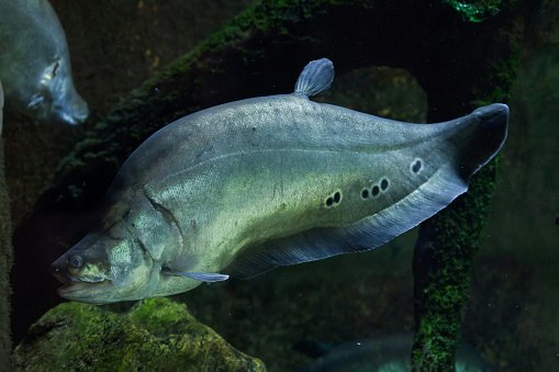Ikan belida, untuk rasa pempek yang autentik