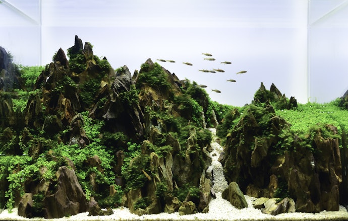 Cliff style, batu fosil atau batu besi bisa menjadi pilihan tepat