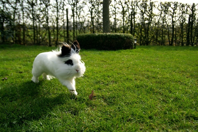 Running toy, untuk kelinci yang suka berlarian
