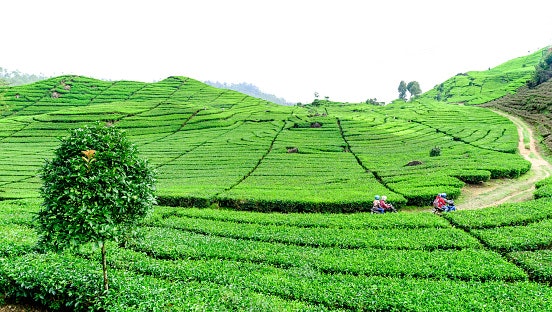 Taman atau hutan, hilangkan kepenatan Anda