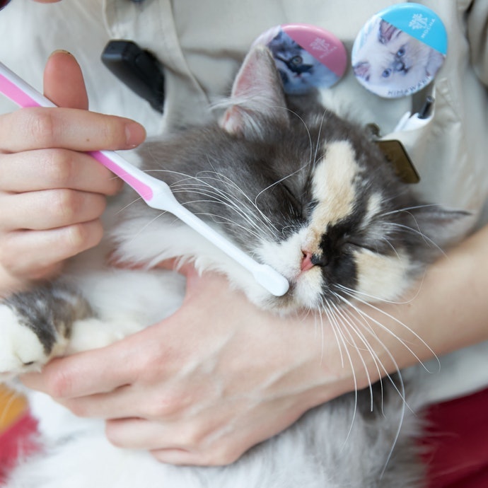 Brush type untuk kucing yang sudah terbiasa