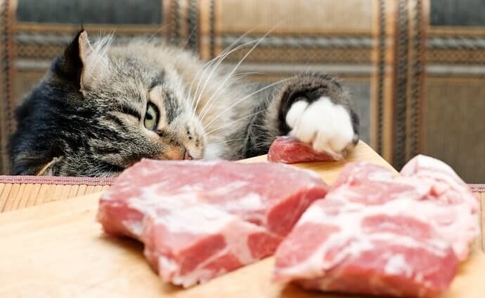 Rasa yang beragam, variasi agar kucing tidak bosan