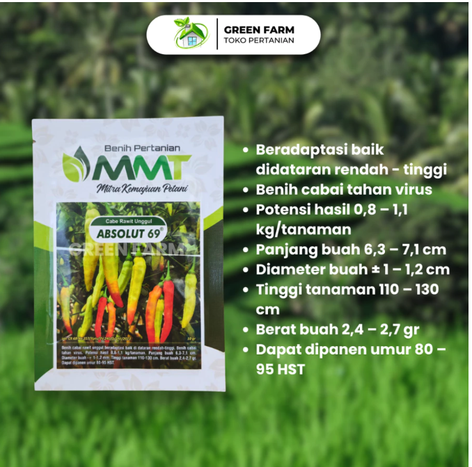 Jika bibit cabe rawit akan ditanam di daerah dengan riwayat virus kuning dan Gemini, cek varietas Absolut 69 dan CRT 212