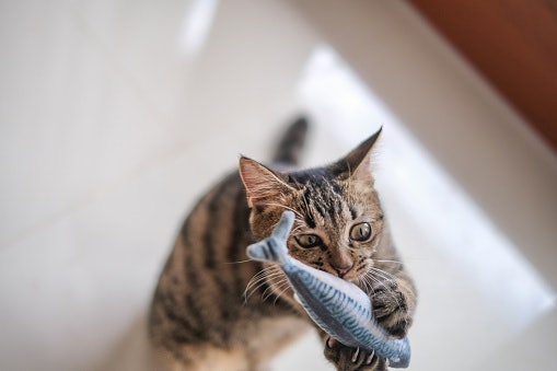 Boneka hewan, membantu kucing terhindar dari stres