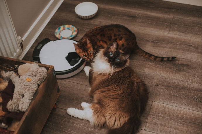 Rotating tray, mudah mengatur porsi dan variasi menu pakan untuk kucing yang sedang sakit