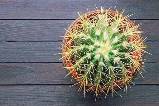 Echinocactus grusonii: Memiliki duri emas pada bagian ujungnya