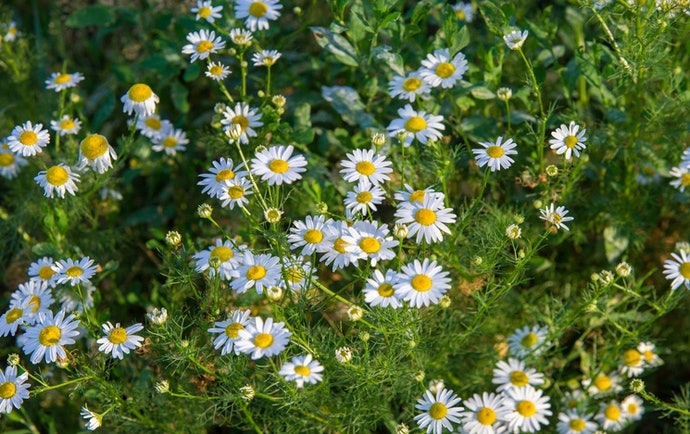 Ekstrak bunga chamomile, memberikan efek relaksasi alami