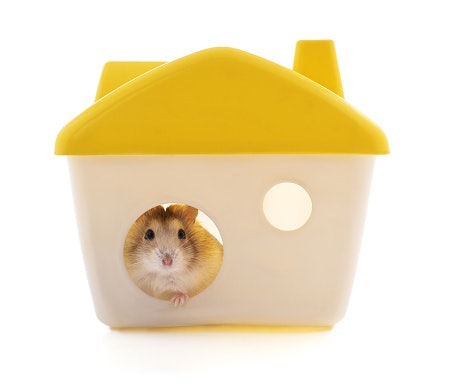 Housing, tempat istirahat si pengerat kecil