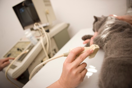Kucing hamil, mempersiapkan kelahiran dengan vitamin A, D, dan E