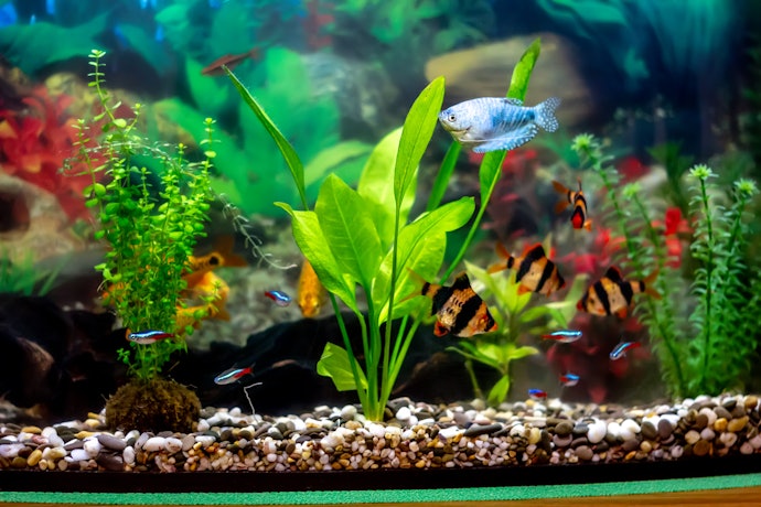 Crypts, rumah yang sempurna untuk para ikan