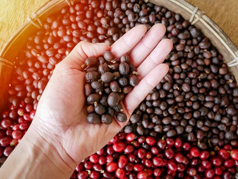 Robusta: Rasa lebih pahit dengan kandungan kafeina tinggi