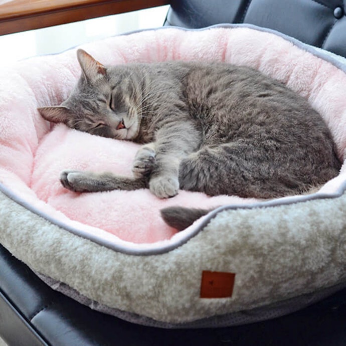 Tempat tidur tanpa atap: Untuk kucing yang gemar berjemur