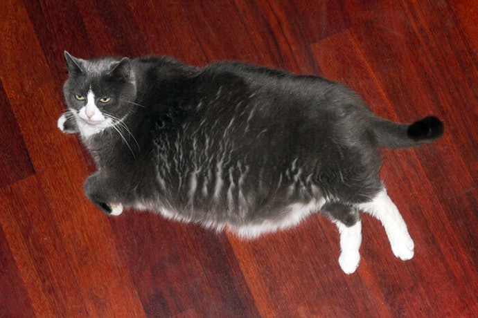 Kandang yang kukuh dan kuat, untuk menahan berat kucing dewasa